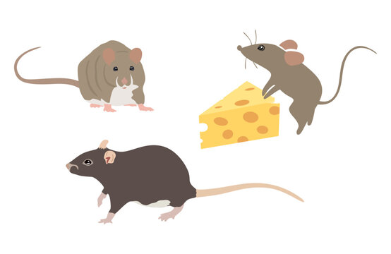 Set of Mouse or rat illustration in flat style. Collection of mouse animals isolated. vector illustration