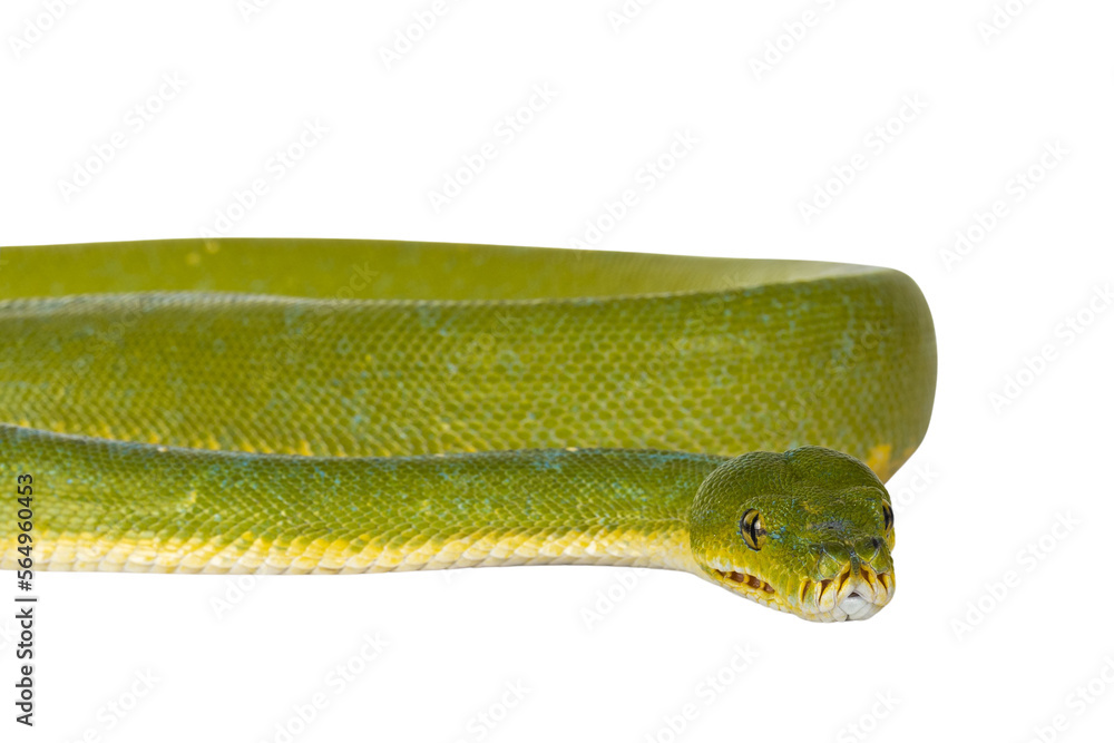Poster detail of head of adult green tree python aka morelia viridis on flat surface. isolated cutout on tr