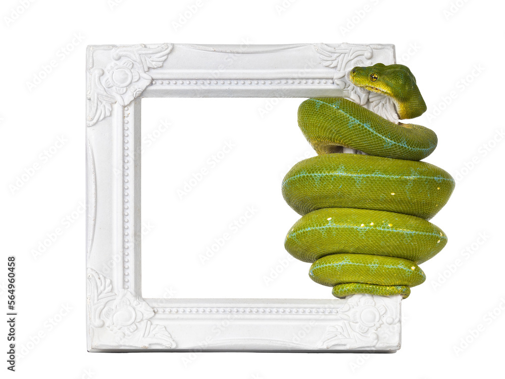 Aufkleber Adult Green Tree Python aka Morelia viridis hanging on side of white photo frame.. Isolated cutout on transparent background.
