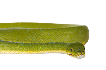 Detail of  head of adult Green Tree Python aka Morelia viridis on flat surface. Isolated cutout on transparent background.