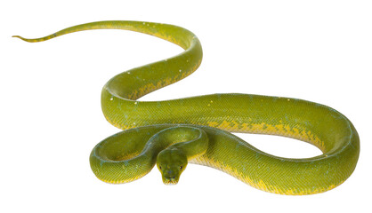 Fototapeta premium Full bod lenght shot of adult Green Tree Python aka Morelia viridis laying on flat surface. Isolated cutout on transparent background.