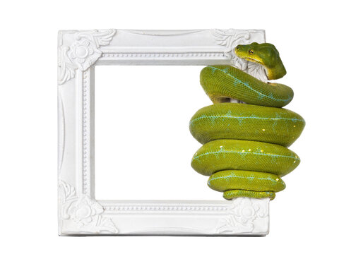 Adult Green Tree Python aka Morelia viridis hanging on side of white photo frame.. Isolated cutout on transparent background.
