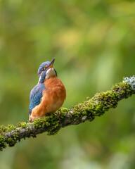 Eisvogel