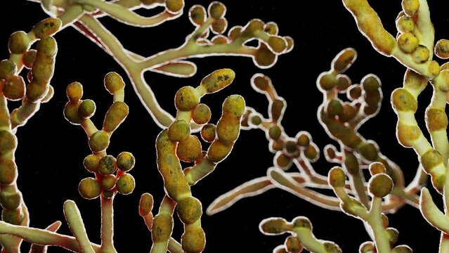 3D rendered medical animation of the Cladosporium mold