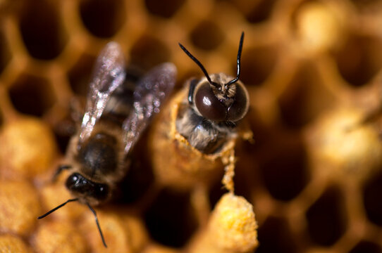 A male bee being born in a beehive of the apiary of Puremiel beekeepers in Los Alcornocales Natural Park, Cadiz province, Andalusia, Spain