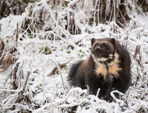 Front view of wolverine (Gulo gulo) sitting on snow, Haines, Alaska, USA