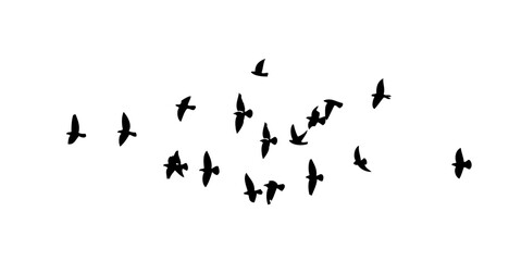 A flock of flying birds. Free birds. Vector illustration