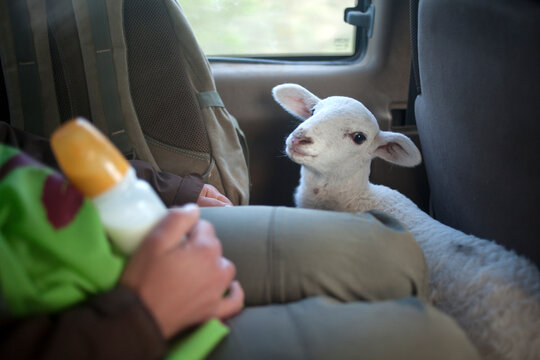 A white lamb travels in a truck of O-Live Medioambiente in Prado del Rey, Sierra de Cadiz, Andalusia, Spain