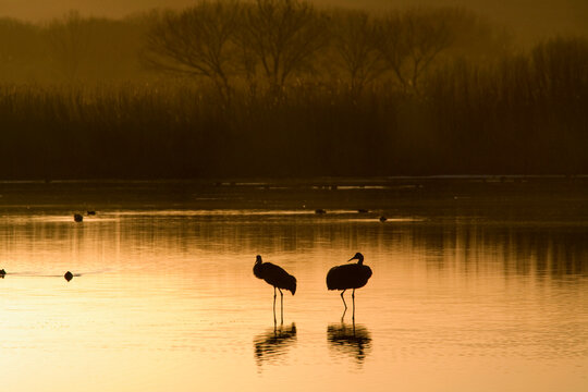 Sandhill cranes at the Bosque del Apache National Wildlife Refuge near Socorro, New Mexico.