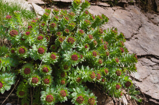 Rhodiola rosea commonly called arctic root, golden root, rose root, king&rsquo;s crown