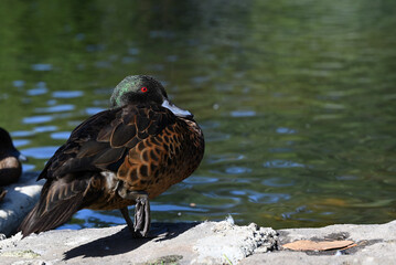 Male chestnut teal, with bright red eye, standing on one leg beside a lake