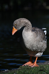 Grey domestic goose standing at the water's edge beside a lake, peering down at the dark water