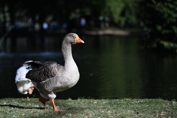 Naklejka na ściany i meble Side view of a grey domestic goose in mid-stride as it walks beside a lake