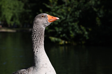 Side view of a grey domestic goose's head and neck, as the bird tilts its head up slightly, with dark vegetation and a lake in the background
