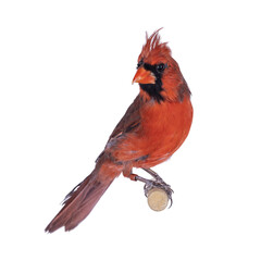 Male Northern Cardinal aka Cardinalis cardinalis bird, sitting on wooden stick. Isolated cutout on transparent background.
