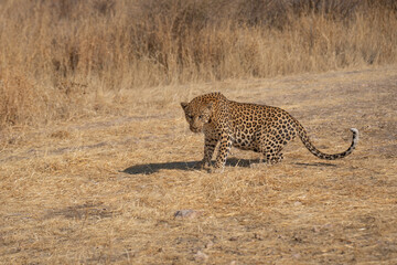 a leopard searching for prey in the grasslands of Namibia's Kalahari Desert