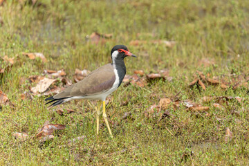 Southern Lapwing on the Green Grass (Quero-quero / Vanellus chilensis)