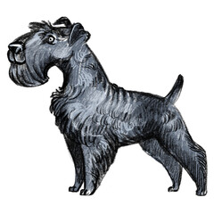 Cute kerry blue terrier dog character funny cartoon illustration