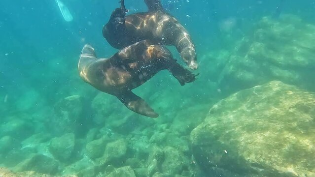 Pair Of California Sea Lions Under The Sea In Baja California Sur, Mexico. underwater