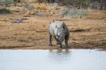 White rhino drinking water