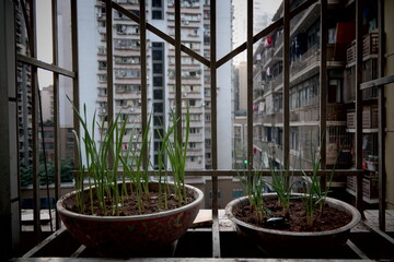 City gardening