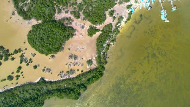 aerial drone shot of the mangrove swamp in chelem yucatan mexico