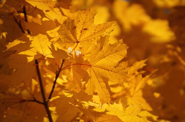Branch of beautiful maple tree with golden foliage in a morning backlight in the autumn forest in Elk Island National Park with blurred golden leaves background 