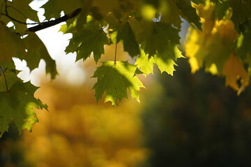 Branch of beautiful maple tree with green and yellow foliage in a morning backlight in the autumn forest in Elk Island National Park with blurred bright sky and golden and green leaves background