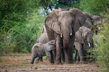 African bush elephant (Loxodonta africana) cow and suckling calf. Mashatu, Northern Tuli Game Reserve. Botswana