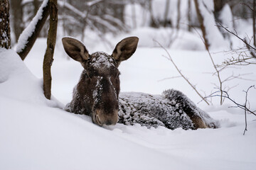 portrait of female elk covered with snow and lying in a snowdrift in winter forest in Elk Island National Park