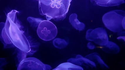 Jellyfish on a purple background swimming with other jellyfish of the same species in an aquarium. - Powered by Adobe