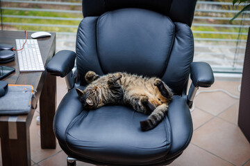a big gray tiger domestic cat lies relaxed on a big executive chair in an office - Powered by Adobe