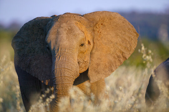 African bush elephant (Loxodonta africana). Mashatu, Northern Tuli Game Reserve. Botswana