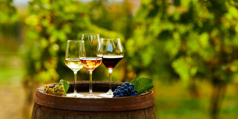 Three glasses of wine on a wooden barrel in the vineyard - 564971031