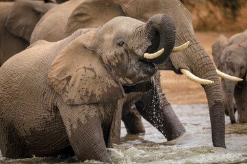 African bush elephant (Loxodonta africana) drinking at a waterhole. Mashatu, Northern Tuli Game Reserve. Botswana