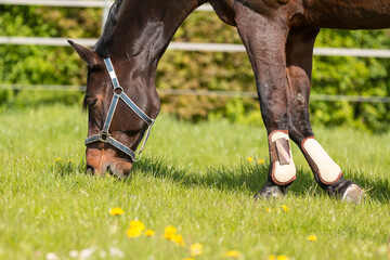 A grazing brown horse on fresh green meadow