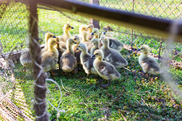 The little geese crowded into the cages. Geese on the street eating grass. Agriculture concept.