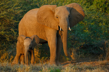 Fototapeta na wymiar African bush elephant (Loxodonta africana) cow and calf. Mashatu, Northern Tuli Game Reserve. Botswana