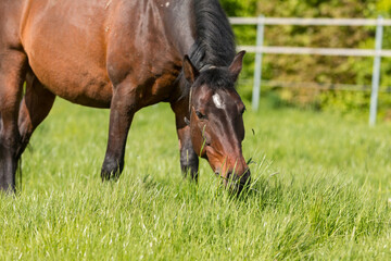 A grazing brown horse on fresh green meadow