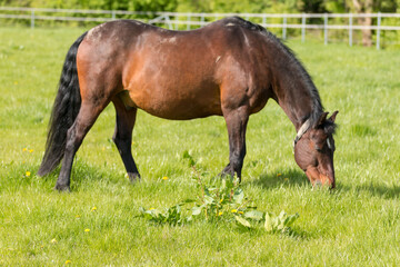 Fototapeta premium A grazing brown horse on fresh green meadow