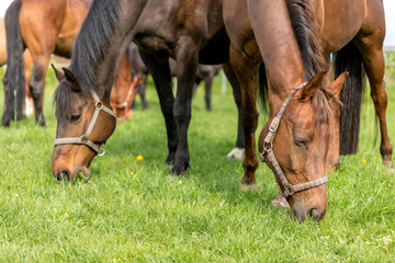 close-up of grazing horses on fresh green meadow