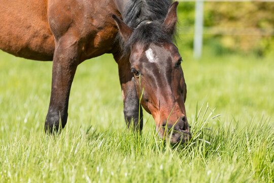 A grazing brown horse on fresh green meadow