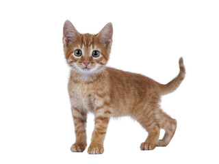 Cute little red house cat, standing side ways. Tail fierce up. Looking curious towards camera. Isolated cutout on a transparent background.