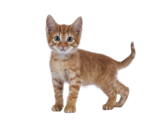 Cute little red house cat, standing side ways. Tail fierce up. Looking curious towards camera. Isolated cutout on a transparent background.