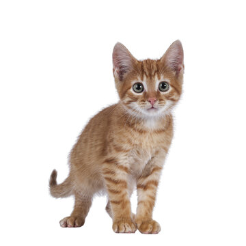 Cute Little Red House Cat, Standing Facing Front. Looking Curious Towards Camera. Isolated Cutout On A Transparent Background.