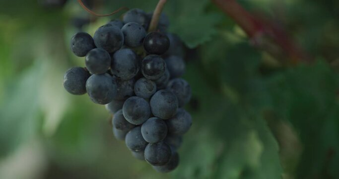 Grappe vignoble Bordelais