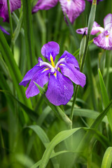 花菖蒲　初夏のイメージ