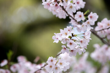 桜の花　春のイメージ