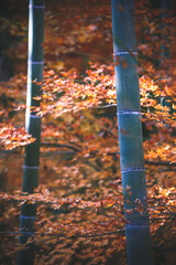 竹と紅葉　秋の和風イメージ