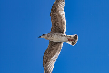 A large black-backed gull flies in the blue sky. It soars in the air and has wings spread wide.